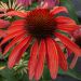 Echinacea purpurea 'Hot Summer( Jeżówka purpurowa)